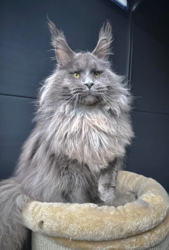 StellaNova's Avalon, Maine Coon mâle