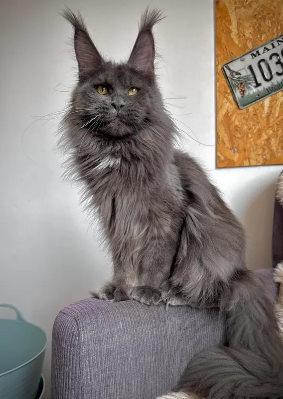 StellaNova's Vessavana, Maine Coon femelle