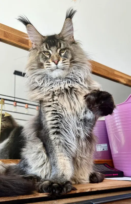Berendei PP Gonsior Line, Maine Coon mâle