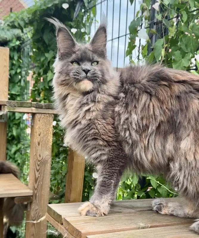 Ashabelle Fiona, Maine Coon femelle