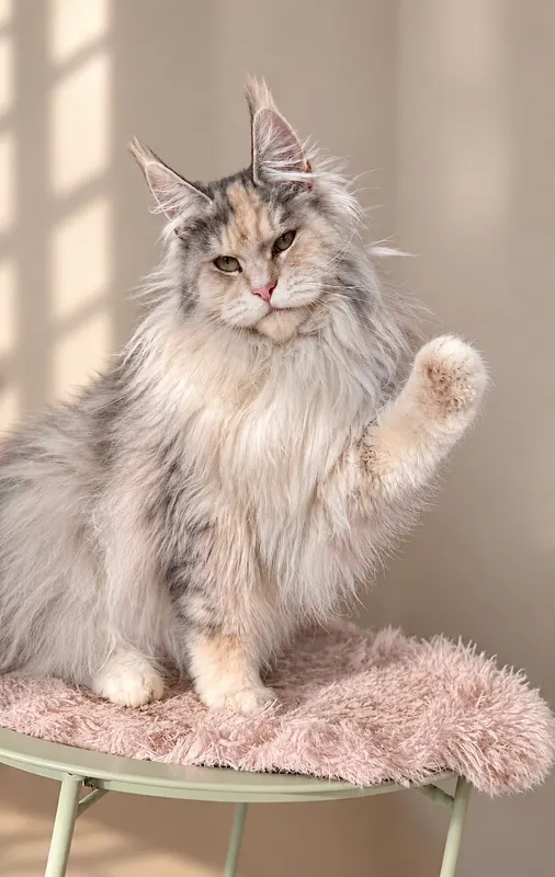 StellaNova's Upendi, Maine Coon femelle
