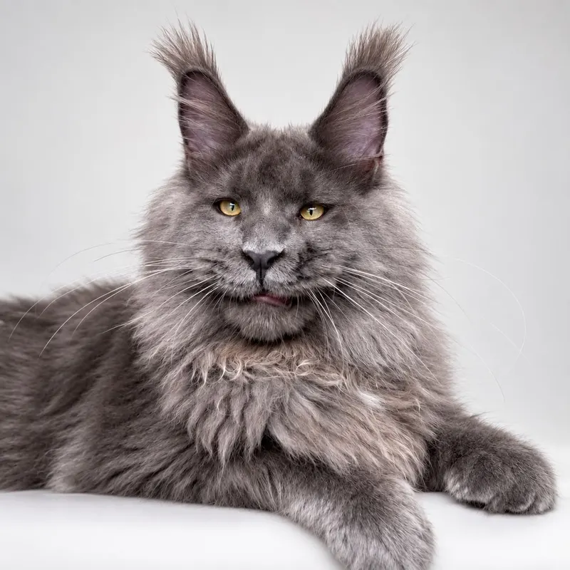 Maine Coon de la chatterie StellaNova's Maine Coon