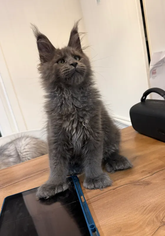 Des nouvelles de Boho resté avec nous