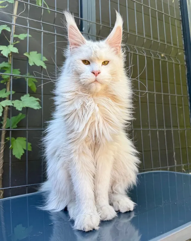 A'Elvira des Plumets de Mel, Maine Coon femelle