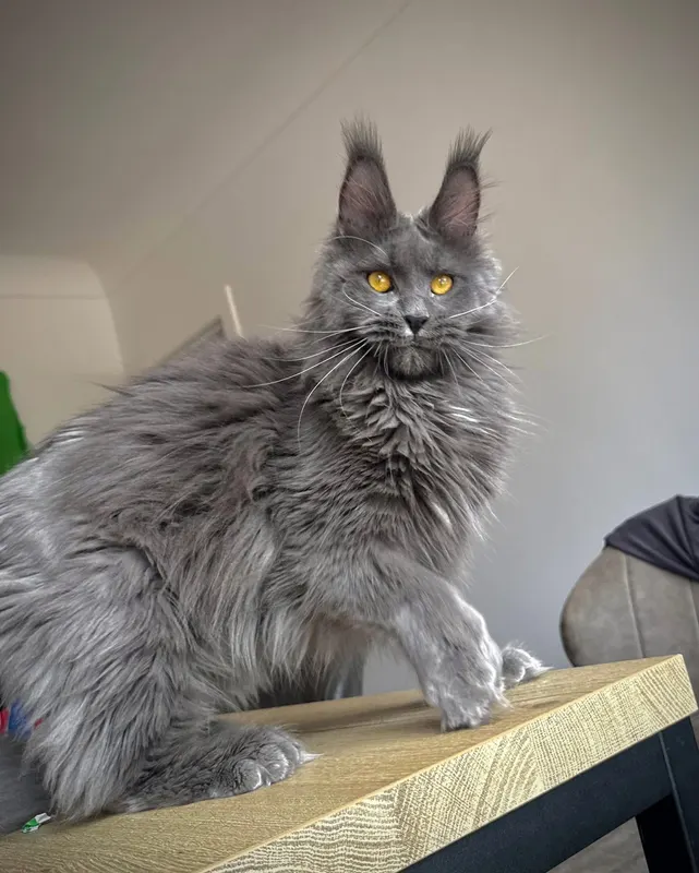 StellaNova's Apolline PP, Maine Coon femelle