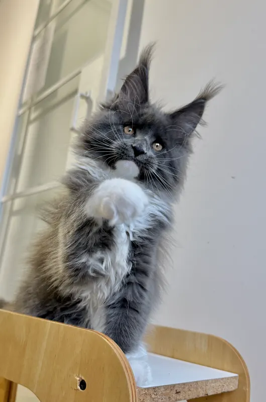 StellaNova’s Blue Blossom, Maine Coon femelle Blue (Smoke?)