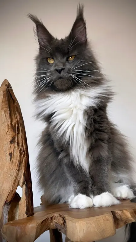 L'élevage StellaNova's Maine Coon